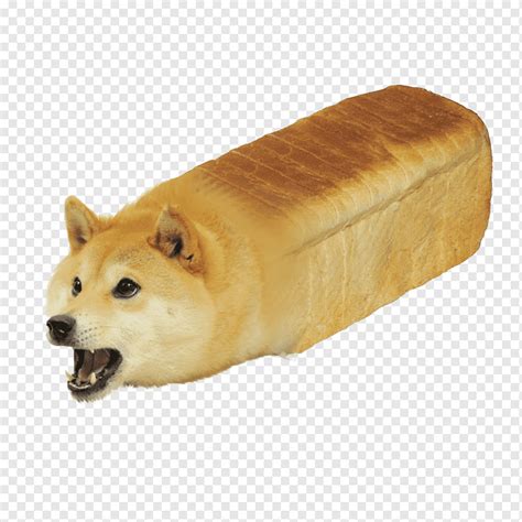 Shiba Inu Doge YouTube, bread, dog Like Mammal, meme, snout png | PNGWing