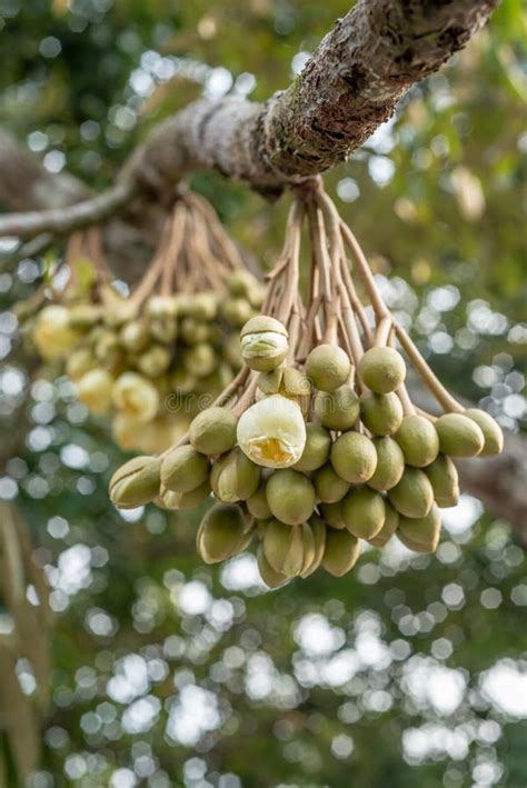 Durian`s flowers on tree stock image. Image of plant - 118810399