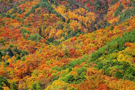 秋季的山林风景叶子日出农村草地植物群黄色山脉天气橙子高清图片下载-正版图片322042665-摄图网