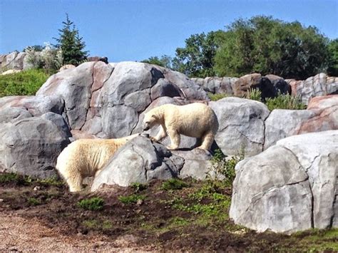 Explore Assiniboine Park Zoo, Winnipeg, MB