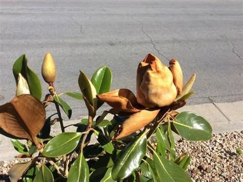 Why Do I Have Brown Leaves on My Magnolia Trees? - Dummer. ゛☀ - Garden ...