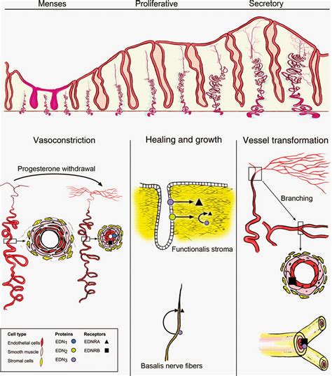 Endometriosis Articles, Studies, and Musings: Estrogen Receptors Importance in Endometriosis