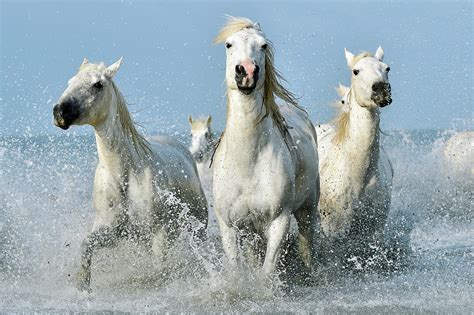 Camargue Horses Photograph by Dr P. Marazzi - Fine Art America