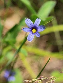 blue-eyed grass | Blue-eyed Grass, Sisyrinchium mucronatum. | Charles Wohlers | Flickr