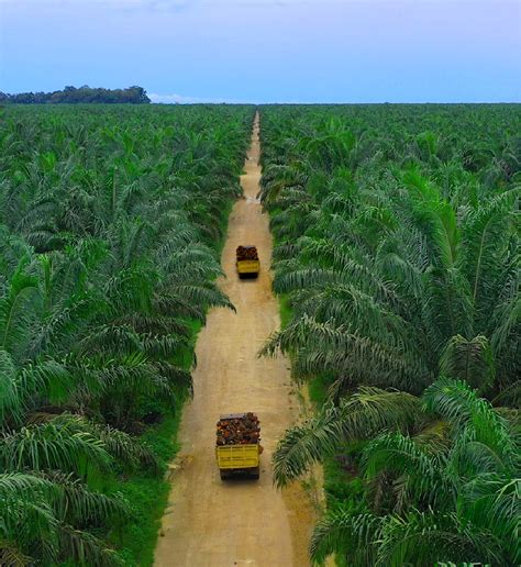 Perkebunan dan Pabrik Kelapa Sawit - Teladan Prima Agro