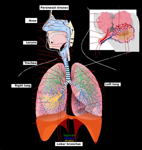 221 Organs And Structures Of The Respiratory System Anatomy And Physiology | Images and Photos ...