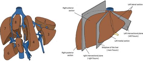 Portal Triad Gross Anatomy