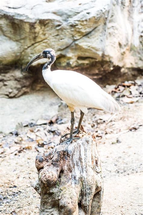 Black-headed Ibis Bird in Nature Stock Image - Image of jungle, forests ...