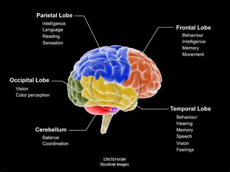 Medical illustration showing the different regions of the brain and ...