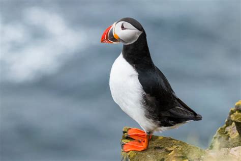 Puffin Bird: Species, Facts, and Dangers Facing It