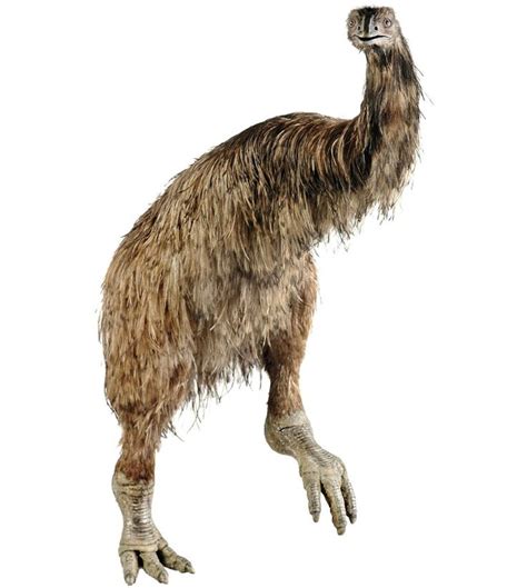 The extinct Moa bird from New Zealand #moa #extinct #uitgestorven | Extinct birds, Extinct ...