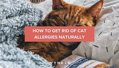 How to Get Rid of Cat Allergies Naturally (2024) & Wyndly