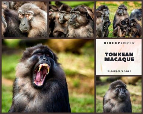 Tonkean Macaque Characteristics | Macaca Tonkeana Diet & Facts