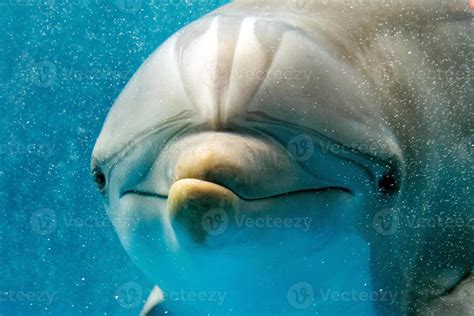 dolphin smiling eye close up portrait detail 12013013 Stock Photo at ...