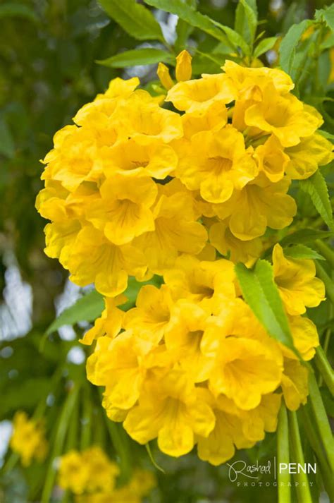 What is the National Flower of the Bahamas? - Bahamas Information Guide