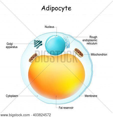 Adipocytes Anatomy. Vector & Photo (Free Trial) | Bigstock