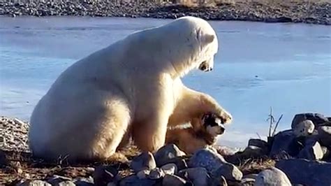 Polar bear pets dog | Fox News Video