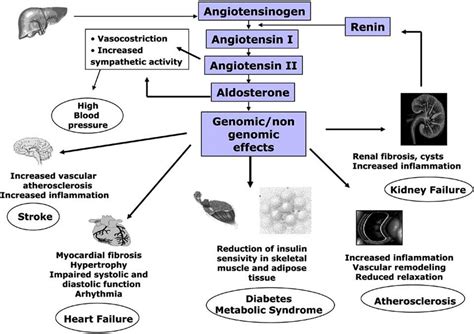 Aldosterone effects and clinical complications in primary aldosteronism ...