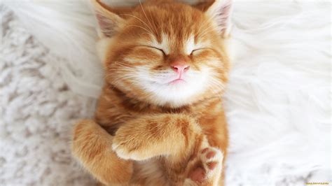 54 Ginger Cat Wallpapers - WallpaperBoat