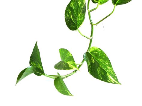 Epipremnum aureum (Devil's Ivy, Devil's Vine, Golden Pothos, Ivy Arum ...