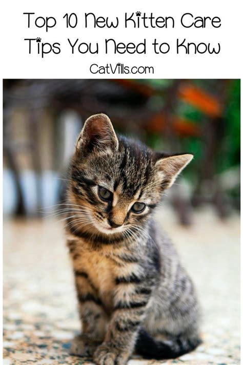 Top 10 new kitten care tips you need to know – Artofit