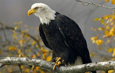Nation's Oldest Bald Eagle Found Dead in New York - Newsweek