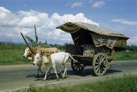 Indonesia Zaman Doeloe: Pedati sapi di Jawa, 1951