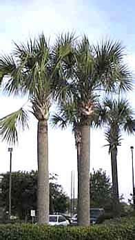 Florida State Tree - 50States.com