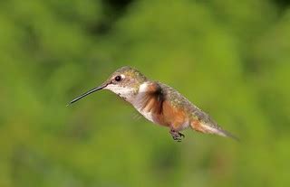 Rufous Hummingbird (female) | French Creek, Vancouver Island… | Flickr