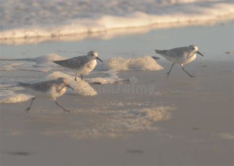 Sandpipers Scurry Away from the Gentle Wave on an Island Beach Stock ...