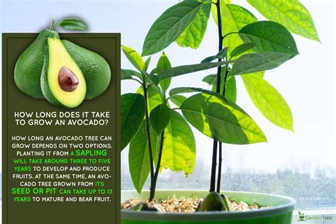 How Long Does It Take To Grow An Avocado?