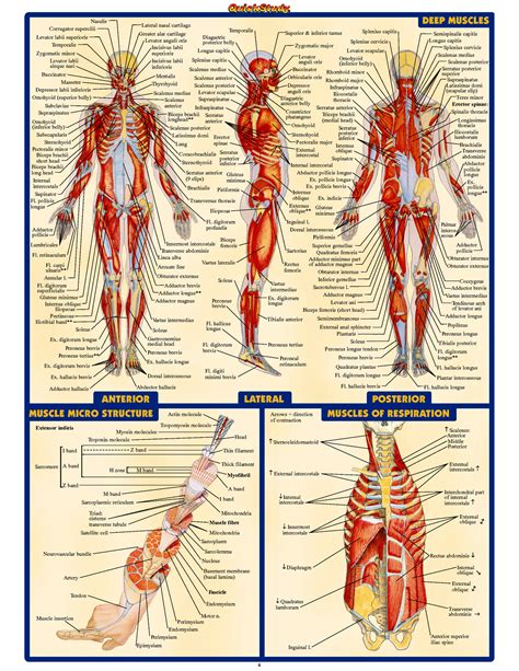 Anatomy And Physiology Diagrams To Label