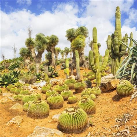 Gobi Desert Plants - Gardenerdy