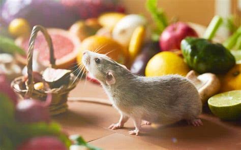 Best Rat Food Brands For Your Pet Rat In 2024 (Happy & Healthy)