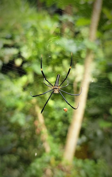 Unidentified spider in Bali, Ubud, Indonesia