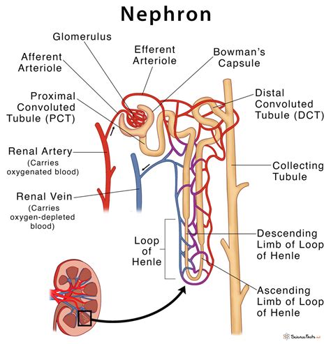 Nephron Structure