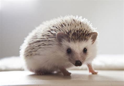 How to Care for Your Pet Hedgehog