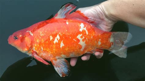 Viral images of giant goldfish in U.S. lake spotlight dangers of ...