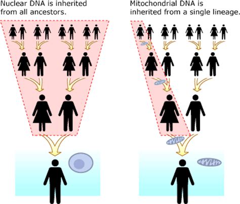 It’s mostly mothers who pass on mitochondria – and a new theory says it’s due to the first ...