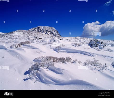 Jeju Island snow scene of Halla mountain winter Stock Photo: 6886837 ...