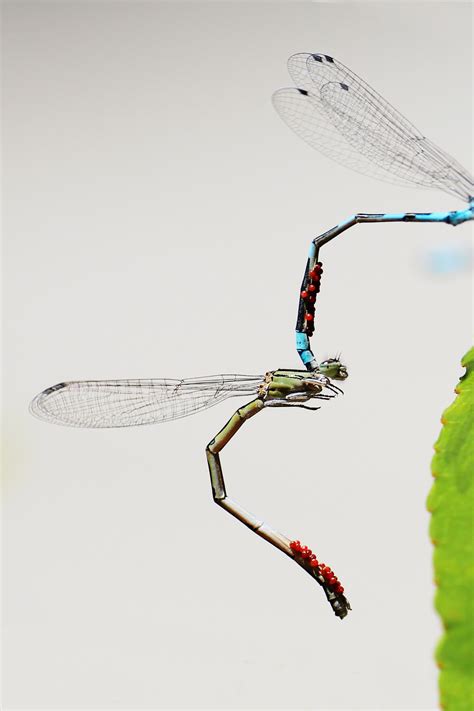 Free Images : nature, wing, structure, animal, orange, pattern, line, insect, macro, surfboard ...