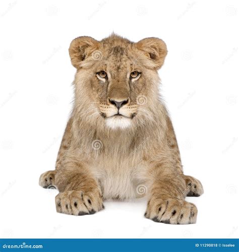 Portrait of Lion Cub Against White Background Stock Photo - Image of ...