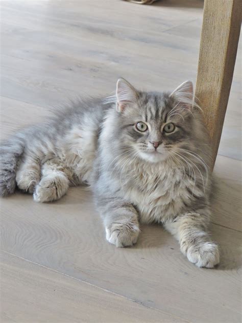 Siberian Big Cat Breeds - Pets Lovers