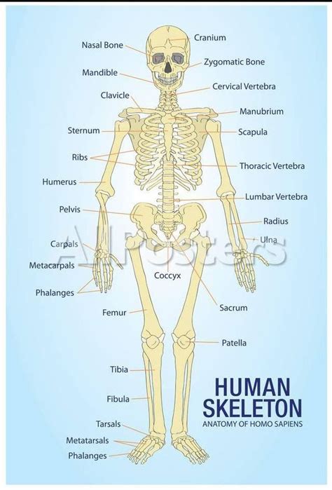 Vocabulary – VYKTHOR´S LIBRARY | Human skeleton anatomy, Skeleton ...