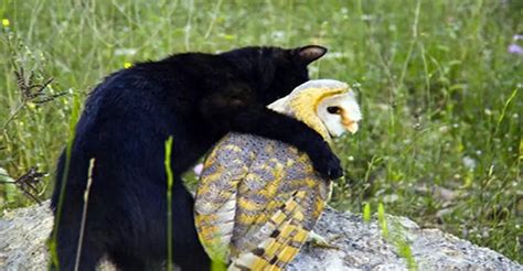 Cat And Owl Are Unusual Best Friends, But When They Start Playing The Results Are Priceless ...