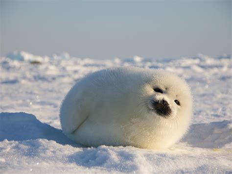 Arctic Seal