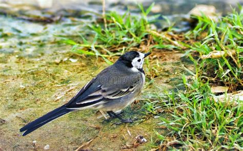 Wagtail Bird Feeding on the Ground Stock Image - Image of species ...