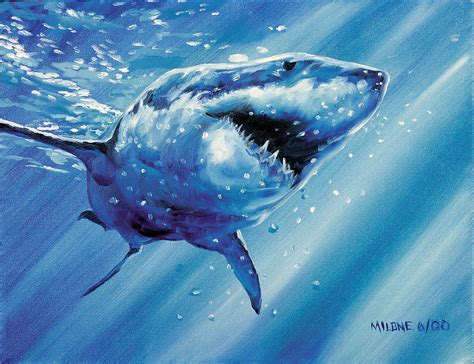 Great White Shark by Matthew Milone