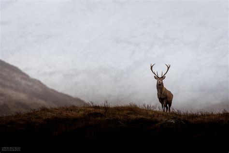 Monarch of the Glen - Drew Buckley Photography ~ Pembroke, Pembrokeshire