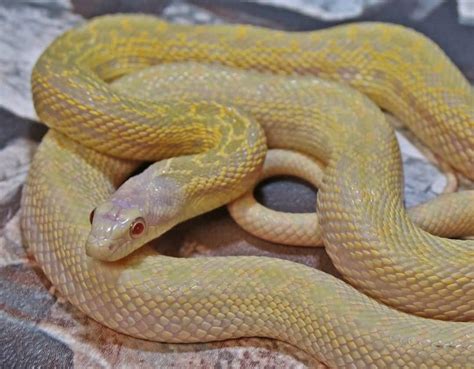 Types of Snakes: Colubridae - Learn About Nature